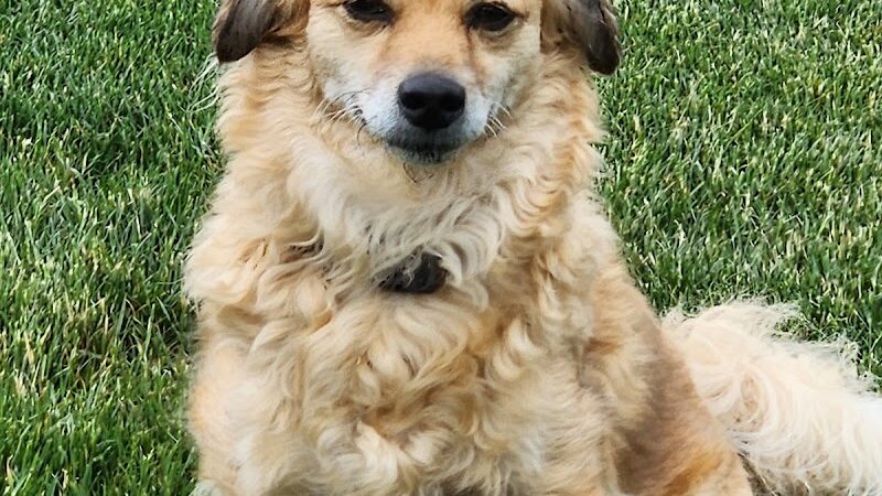 Yelm Dog Park - Yelm, WA