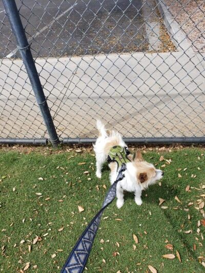 Citizens' Dog Park - Youngtown, AZ