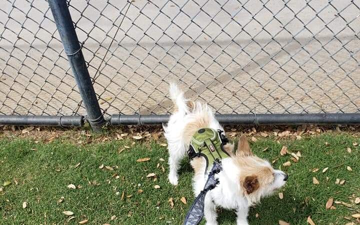 Citizens' Dog Park - Youngtown, AZ