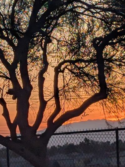 Citizens' Dog Park - Youngtown, AZ