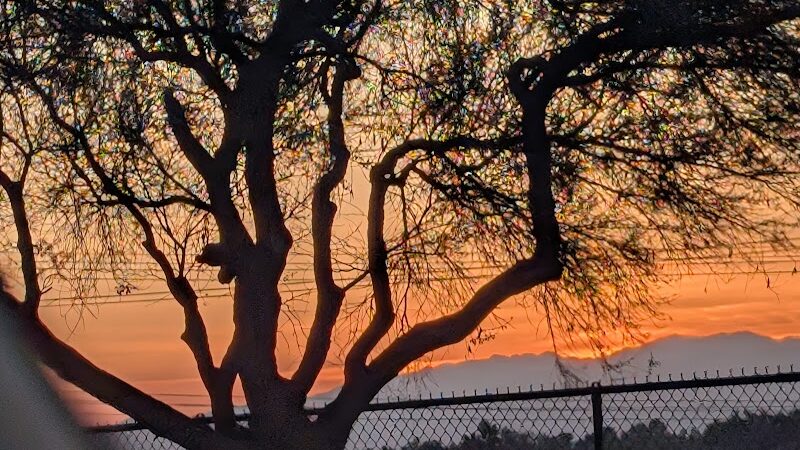 Citizens' Dog Park - Youngtown, AZ