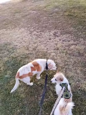 Citizens' Dog Park - Youngtown, AZ
