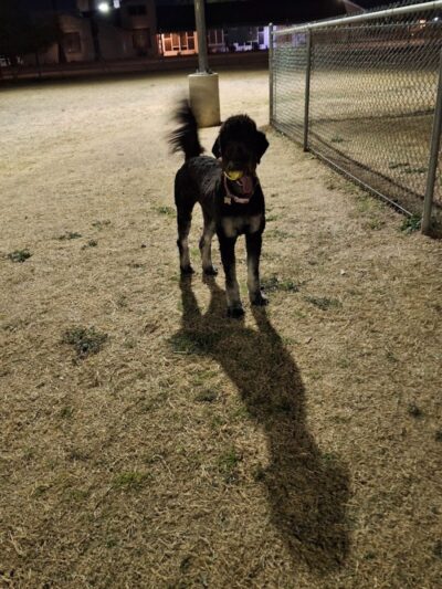 Citizens' Dog Park - Youngtown, AZ