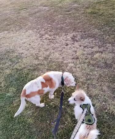 Citizens' Dog Park - Youngtown, AZ