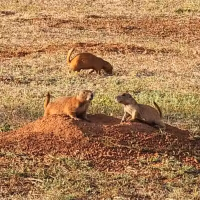 Prairie Dog Field - Yukon, OK