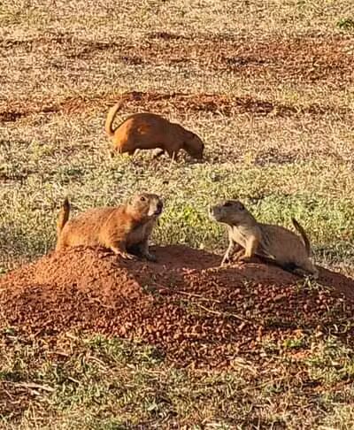 Prairie Dog Field - Yukon, OK