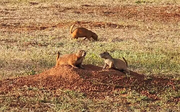 Prairie Dog Field - Yukon, OK