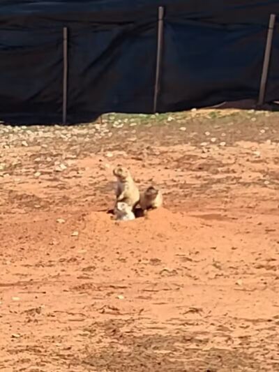 Prairie Dog Field - Yukon, OK