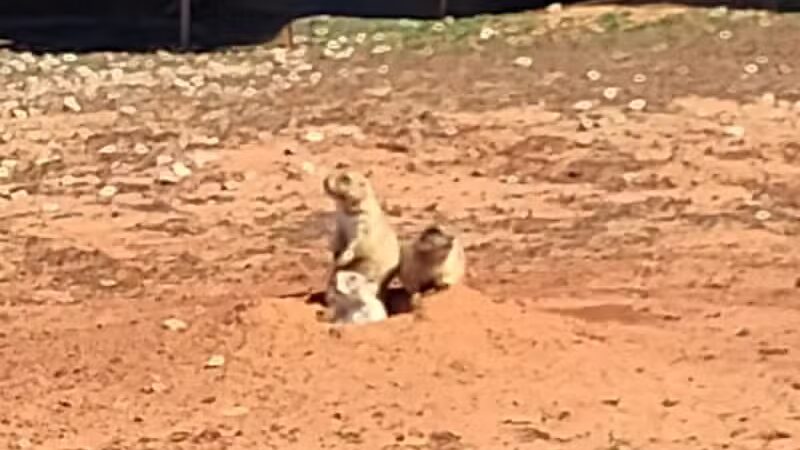 Prairie Dog Field - Yukon, OK