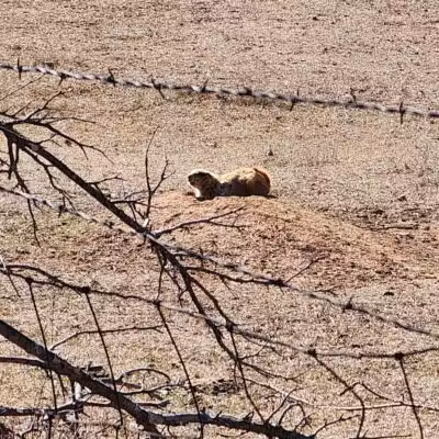Prairie Dog Field - Yukon, OK