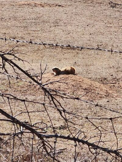 Prairie Dog Field - Yukon, OK