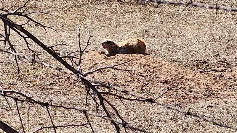 Prairie Dog Field - Yukon, OK