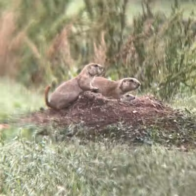 Prairie Dog Field - Yukon, OK