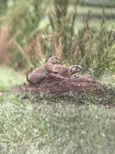 Prairie Dog Field - Yukon, OK