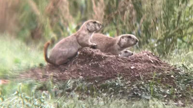 Prairie Dog Field - Yukon, OK