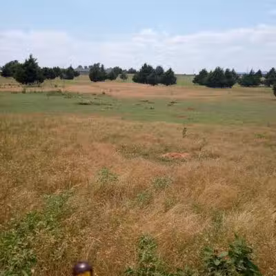 Prairie Dog Field - Yukon, OK