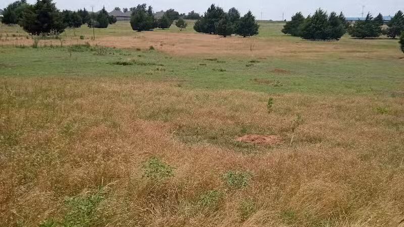 Prairie Dog Field - Yukon, OK