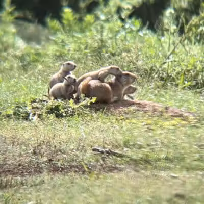 Prairie Dog Field - Yukon, OK