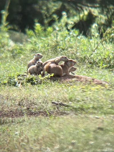 Prairie Dog Field - Yukon, OK