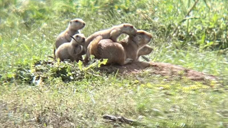 Prairie Dog Field - Yukon, OK