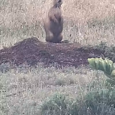 Prairie Dog Field - Yukon, OK