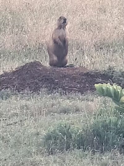 Prairie Dog Field - Yukon, OK