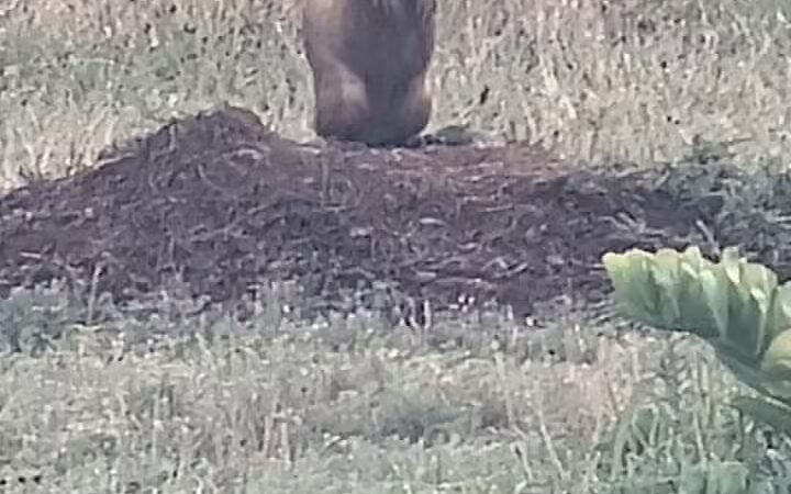 Prairie Dog Field - Yukon, OK