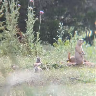 Prairie Dog Field - Yukon, OK
