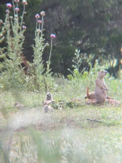 Prairie Dog Field - Yukon, OK