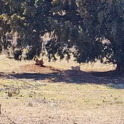 Prairie Dog Field - Yukon, OK