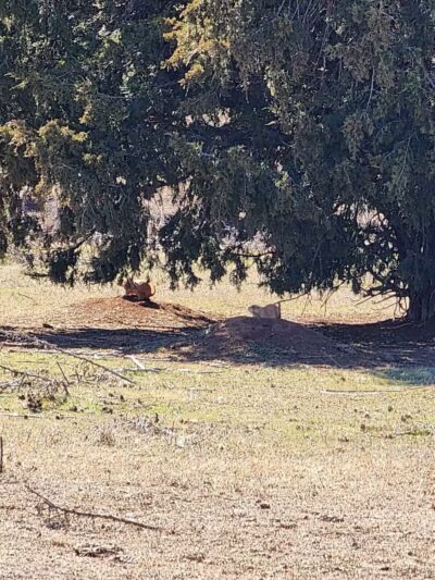 Prairie Dog Field - Yukon, OK
