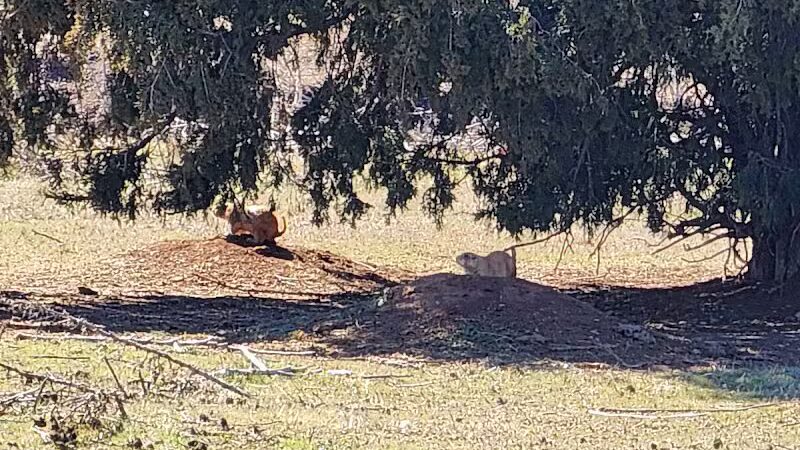 Prairie Dog Field - Yukon, OK