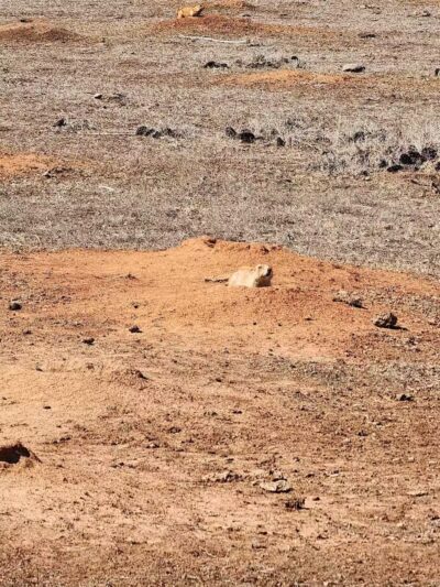 Prairie Dog Field - Yukon, OK