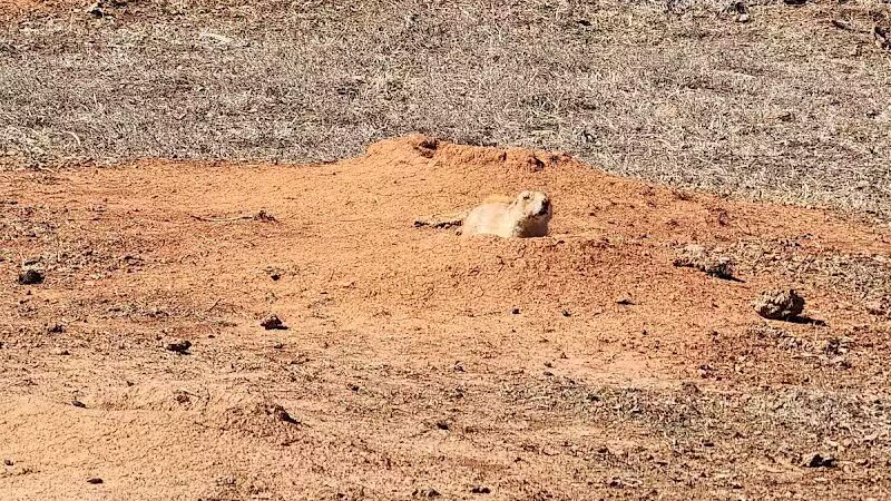 Prairie Dog Field - Yukon, OK