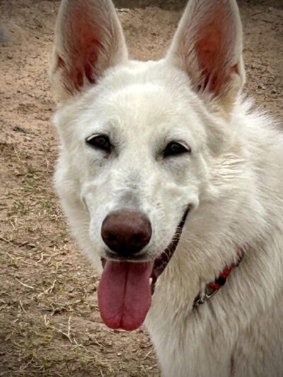 Bark Park - Yuma, AZ