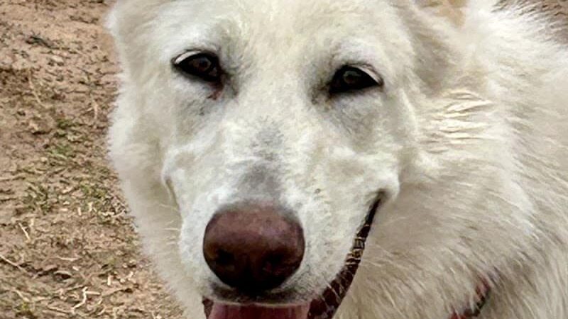 Bark Park - Yuma, AZ