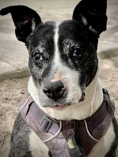 Bark Park - Yuma, AZ