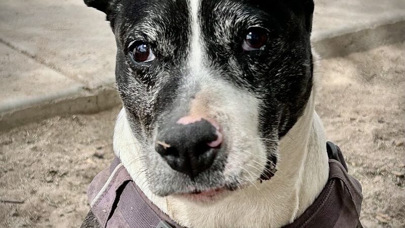 Bark Park - Yuma, AZ