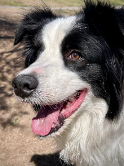 Bark Park - Yuma, AZ