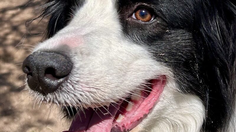 Bark Park - Yuma, AZ