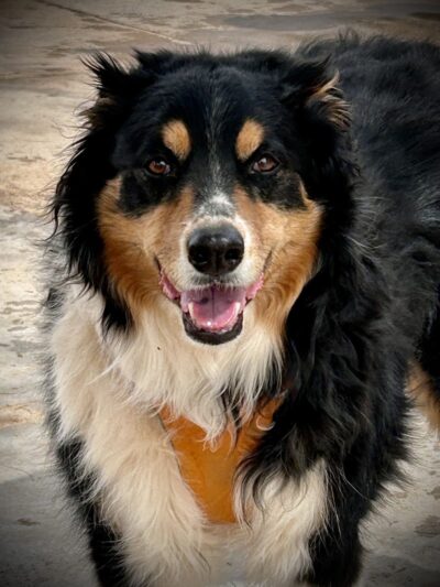 Bark Park - Yuma, AZ