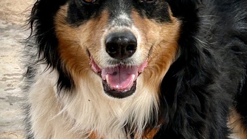 Bark Park - Yuma, AZ