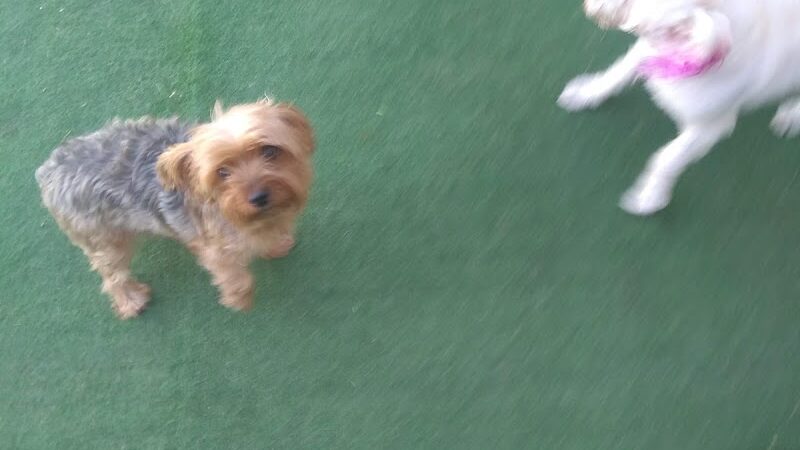 Fortuna Play & Water Dog Park - Yuma, AZ