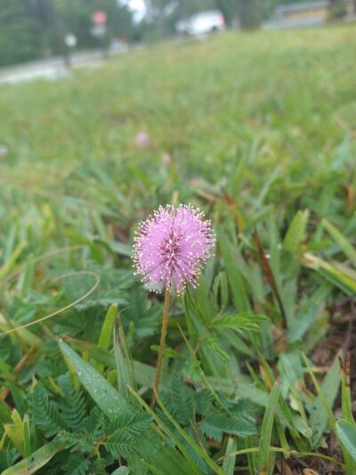 Shepard Park - Zephyrhills, FL
