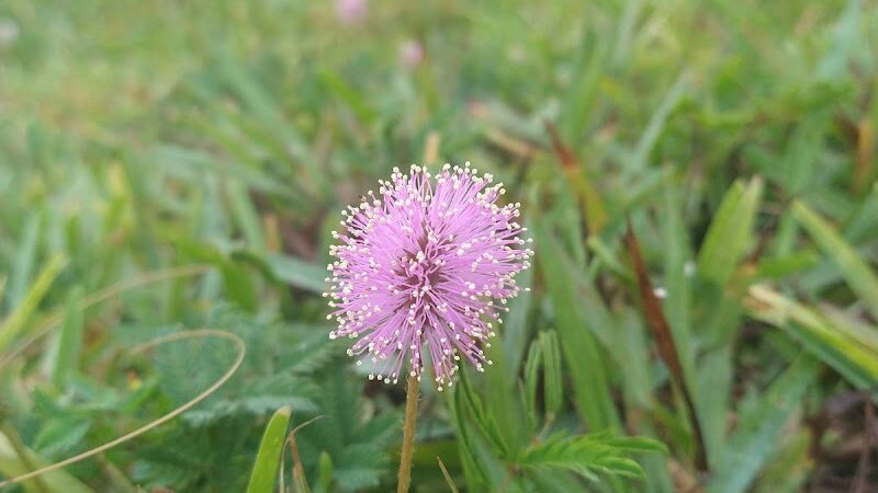Shepard Park - Zephyrhills, FL