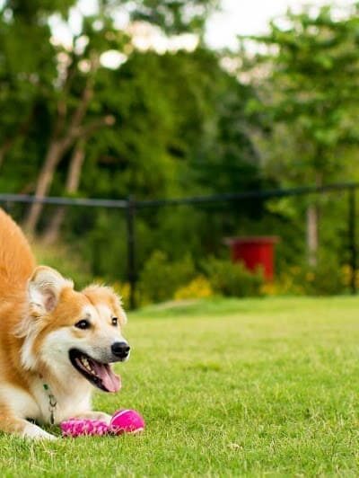 Epperson Playground and Dog Park - Zephyrhills, FL