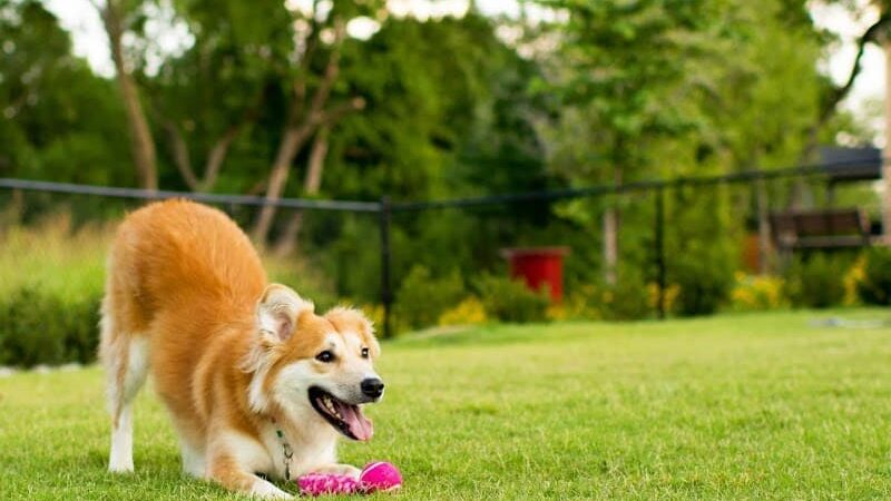 Epperson Playground and Dog Park - Zephyrhills, FL