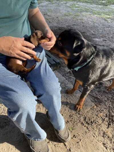 Gunner paw park - Zephyrhills, FL