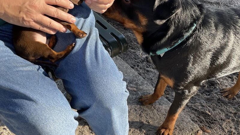 Gunner paw park - Zephyrhills, FL