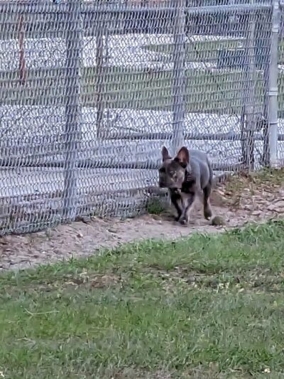 Gunner paw park - Zephyrhills, FL